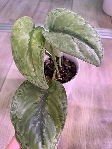 Эпипремнумы и сциндапсусы: Сциндапсус (Epipremnum/Scindapsus) вариегатный в горшке. Особенности — 10