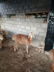 объявления о найденных собаках: Продаю | Баран (самец) | Арашан | Для разведения | Племенные at lalafo.kg объявления о найденных собаках: Продаю | Баран (самец) | Арашан | Для разведения | Племенные