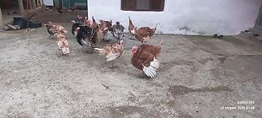 toyuq satisi: 6aylıq tam sağlam Red Buorbun hind quşları.Ağ qanad erkəylər 100azn — 2