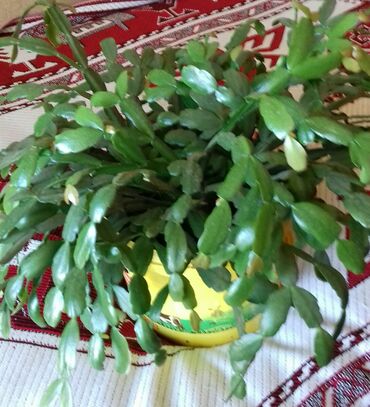 dekorativ bitkilər: 8 ədəd gül birlikdə 80 manat