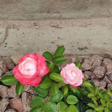 Сельхоз предприятия: Продаю Кошара, 200 соток, Действующий — 16