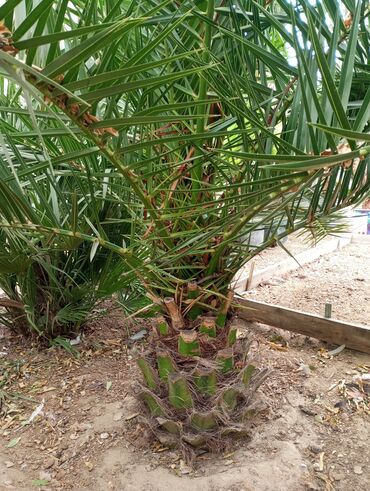 Ağaclar: Ağaclar — 6