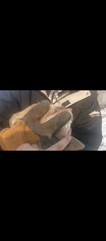 Баран, овца: Продаю | Овца (самка) | Арашан | Для разведения | Котные — 2