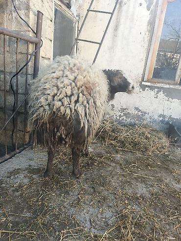 dişi pişiklər: Qoyun – yerli cins, qalın və uzun yunlu. - Növ: ana qoyun - Rəng — 1