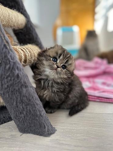 Pişiklər: Fars — 6