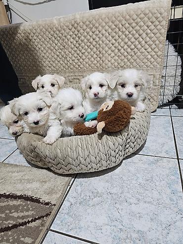 Psi: Na prodaju cistokrvni stenci maltezera. Ostenjeni 24.12.25. 4 zenkice — 7