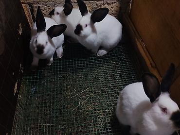 Dovşanlar: 🐇 Velikan və Kaliforniya Dovşanları Satılır Təmiz qan xəttindən olan — 16