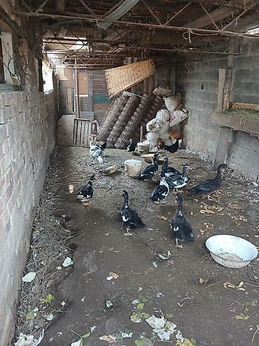 нарын суусу: Кааздар ордоктор сатылат — 6