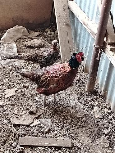 Qırqovul: 1cüt 2illik Qafqaz və1 cüt bala qafqaz qırqovul. 7 ag bildirçin — 3