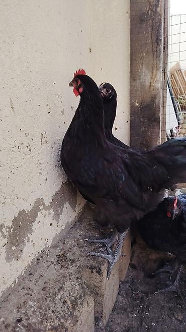 arı satisi: Toyuq, Australorp, Ətlik — 2