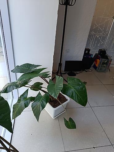 Böyük yarpaqlı otaq bitkisi – Alokaziya (Alocasia) saksıda Alokasiya