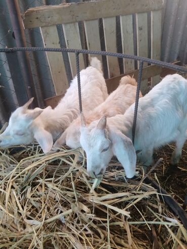 Птицы: Продаю белых курей друзья спешите несушки количество 20 шт.в Кара — 9