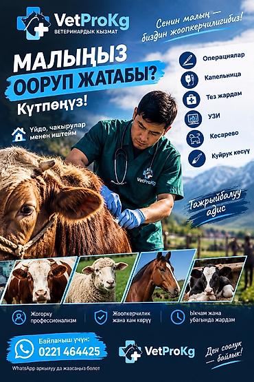 теке козел: Ветеринарный врач 24/7 кызматтабыз (Бишкек/Чуй) Спектр услуг: - — 1