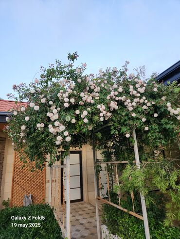 Bağ evlərinin kirayəsi: Şüvəlan qəs., 195 kv. m, 4 otaqlı, Hovuzlu, Qaz, İşıq, Artezian quyusu -da lalafo.az — 4 Bağ evlərinin kirayəsi: Şüvəlan qəs., 195 kv. m, 4 otaqlı, Hovuzlu, Qaz, İşıq, Artezian quyusu — 4