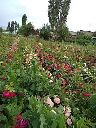 купить аквариум бишкек: Корни роз продажа — 3