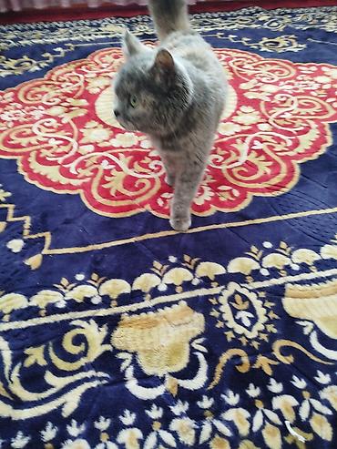 Ковры и паласы: Ковер Полиэстер — 2