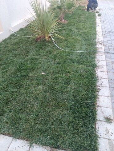 Toxumlar: Qazon çatrlma qurasdrma
#qazon
qazonsatişi
#qachon
#qazon — 8