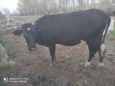Коровы, быки: Таза чёрно пёстрый Гольштейн сатылат жаш бирди тууган бою 1.35же