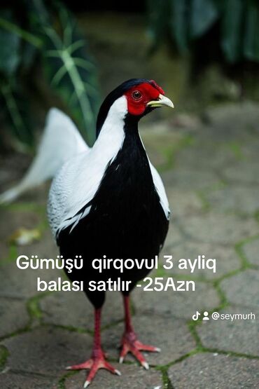 cuceye verilen adlar: Gümüşü qirqovul