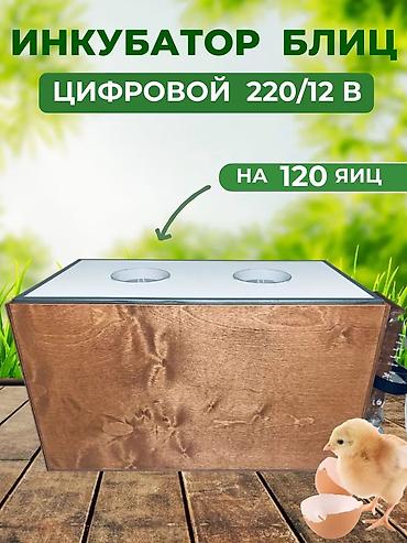услуга инкубатора: Инкубаторы Россия Блиц Матрица Норма в наличии бар 36 жумурткадан — 7