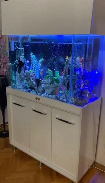 axolotl qiymeti: Akvarium-şkaf, Boş, 10 l