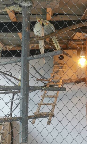 Quş: 9 ədəd korella bir ailədən çoxalıb. Hazırda 4 cüt dur yumurtlayır — 15