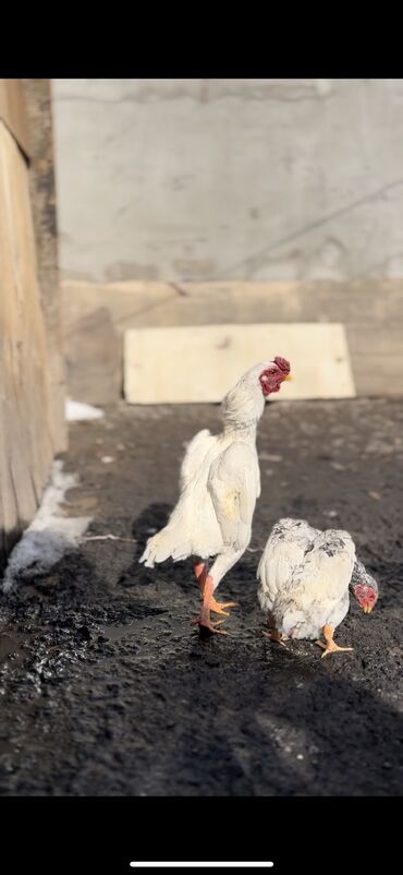 шамо: Продаю Ко ШамО 
Стандартный чисто кровные семейка