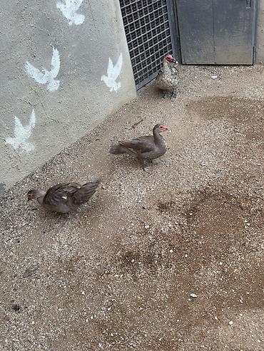 ördək balası və cücə: Lavanda ördək 2 dişi bir erkək bir dəfə bala veriblər balalığdan — 6