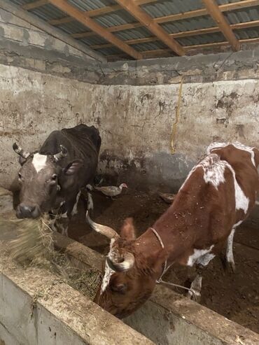 bmw 8 серия 840ci at: 1 denesi 1600 manat . 3 qarin doğmuş inekler bogaz deyil sudu yoxdu