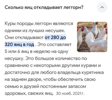 бенгальские кошки цена бишкек: Сатам | Тооктор | Леггорн | Жумуртка туудуруу үчүн