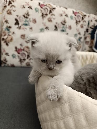 Pişiklər: Şotland, Ödənişli çatdırılma — 14