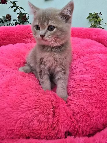 Кошки: Шотландская, В добрые руки, Бесплатная доставка — 5