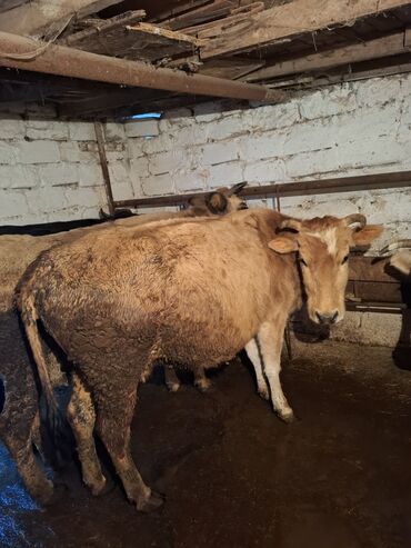 Inəklər, öküzlər: Qisir ineyler 4 de etdiydir alan olsa razilawma olacaq mallar — 6