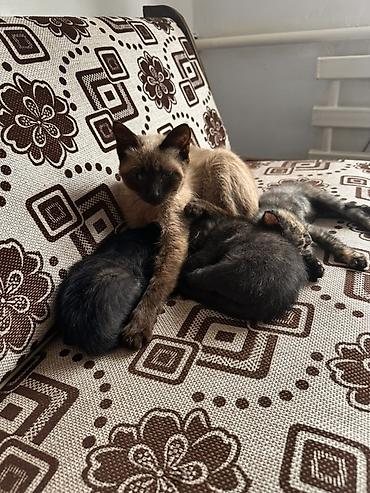 Отдам даром кошку: Кошка даром: Сиамская, 3 года, Девочка — 1