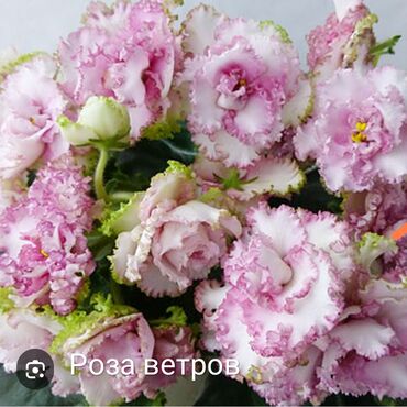 Otaq bitkiləri: 5 — 6