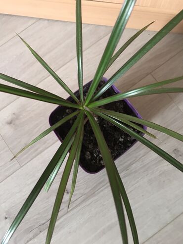 домашный светы: Продаю комнатное растение- драцену, «домашняя пальма» более 25 см