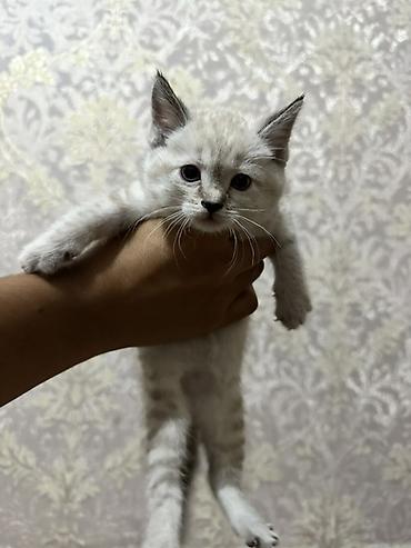 кел кел: Котёнок с короткой шерстью светлого окраса с дымчатыми отметинами и — 1