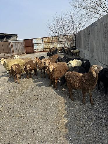 Баран, овца: Продаю | Овца (самка), Ягненок, Баран (самец) | Гиссарская, Полукровка, Меринос | На забой, Для разведения, Для шерсти | Племенные, Кастрированные, Осеменитель — 7