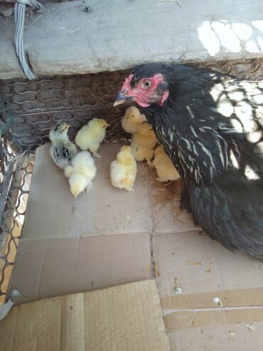 птица щегол: Продаю семейку курицу и 9 цыплят курица одногодкацыплята дневные