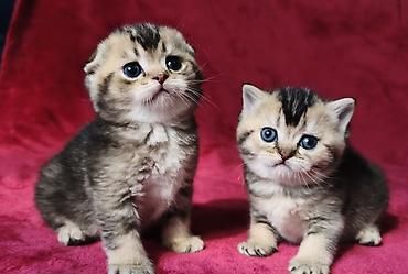 Продажа кошек: Скотиш Фолд (Шотландская вислоухая), 2 месяца, Девочка at lalafo.kg — 18 Продажа кошек: Скотиш Фолд (Шотландская вислоухая), 2 месяца, Девочка — 18