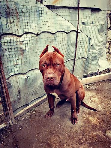 İtlər: Pitbul, 4 il, Erkək, Cütləşmə üçün, Ünvandan götürmə — 2