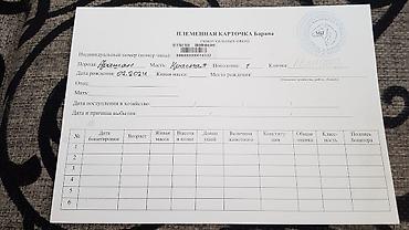 Баран, овца: Продаю | Баран (самец) | Арашан — 9