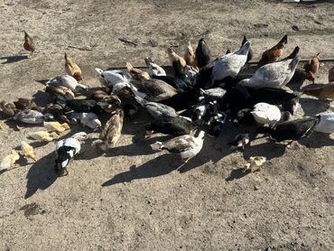 Ördəklər: Salam Aleykum Satılır Ördək Qaz Ördək Cücəsi Toyoq 36 Ədəd Lal Ördək — 22