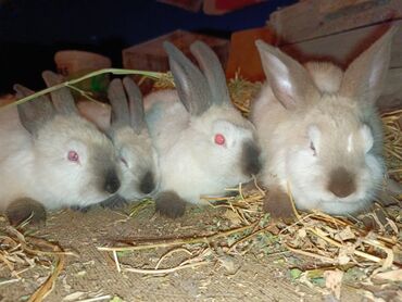 фландр кролики: Продаю | Кролик самец, Крольчата | Калифорнийская | На забой, Для разведения