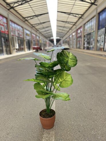 Süni güllər: 50 man baslayan qiymetler — 6