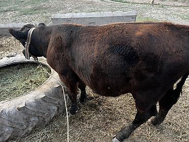 Животные: Продаю | Бык (самец) | На откорм | Привязанные — 1