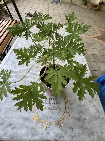 Xalçalar: Xalça -da lalafo.az — 21 Xalçalar: Xalça — 21