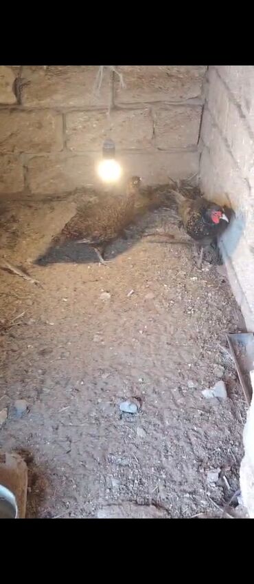 sort toyuqlar: Toyuq, Yumurtalıq