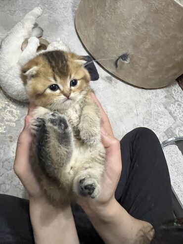 Pişiklər: Şinşilla, Erkək, Cütləşmə üçün, Pulsuz çatdırılma lalafo.az -da Pişiklər: Şinşilla, Erkək, Cütləşmə üçün, Pulsuz çatdırılma