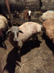 Inəklər, öküzlər: Kok quzudu kim lazimdisa yazsin nomreye